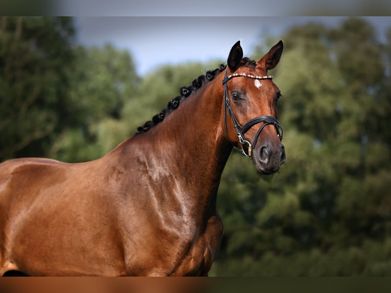 Deutsches Sportpferd Stute 4 Jahre 174 cm Brauner in Nauen