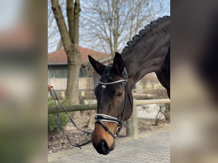 Deutsches Sportpferd Stute 4 Jahre 174 cm Brauner in Gennach