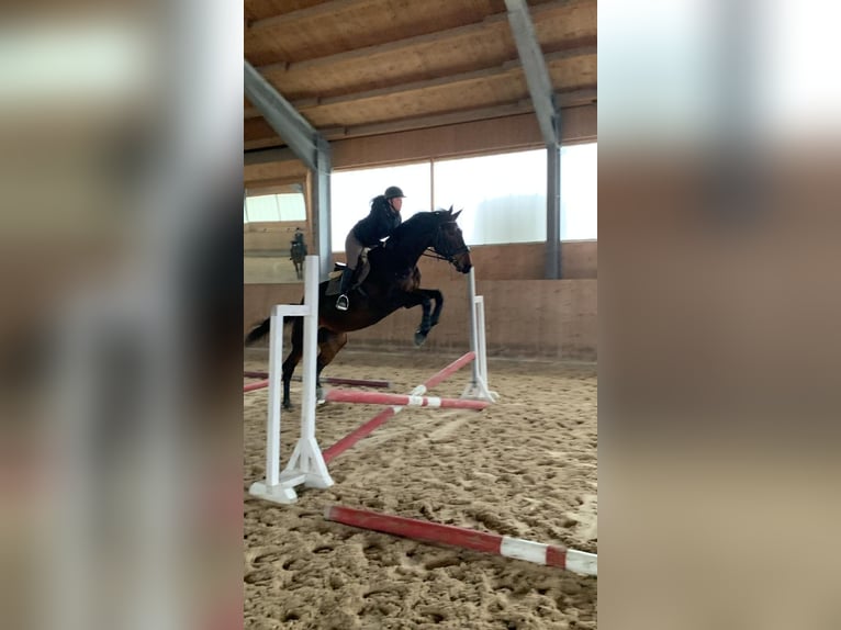 Deutsches Sportpferd Stute 4 Jahre 174 cm Brauner in Gennach