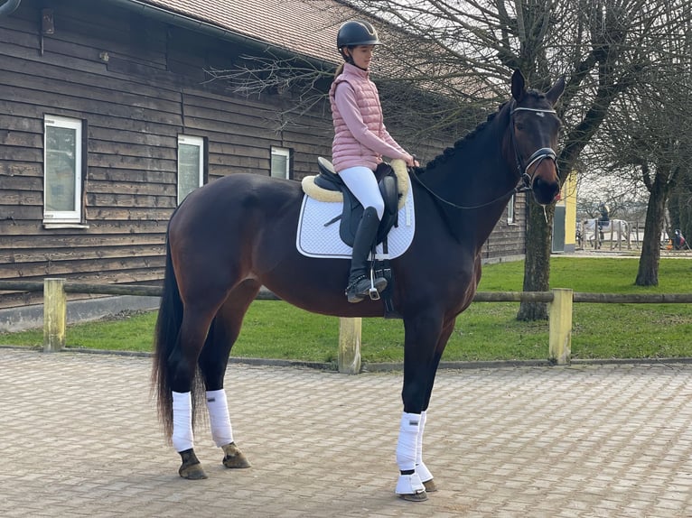 Deutsches Sportpferd Stute 4 Jahre 174 cm Brauner in Gennach