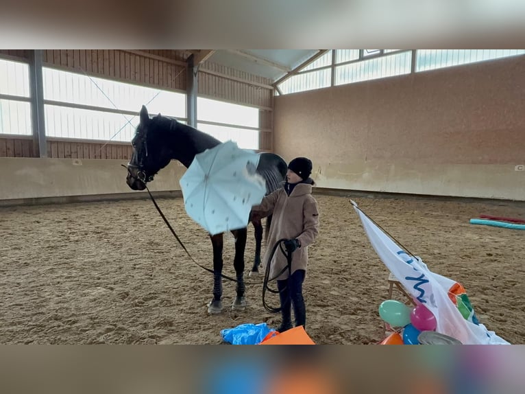 Deutsches Sportpferd Stute 4 Jahre 174 cm Brauner in Gennach