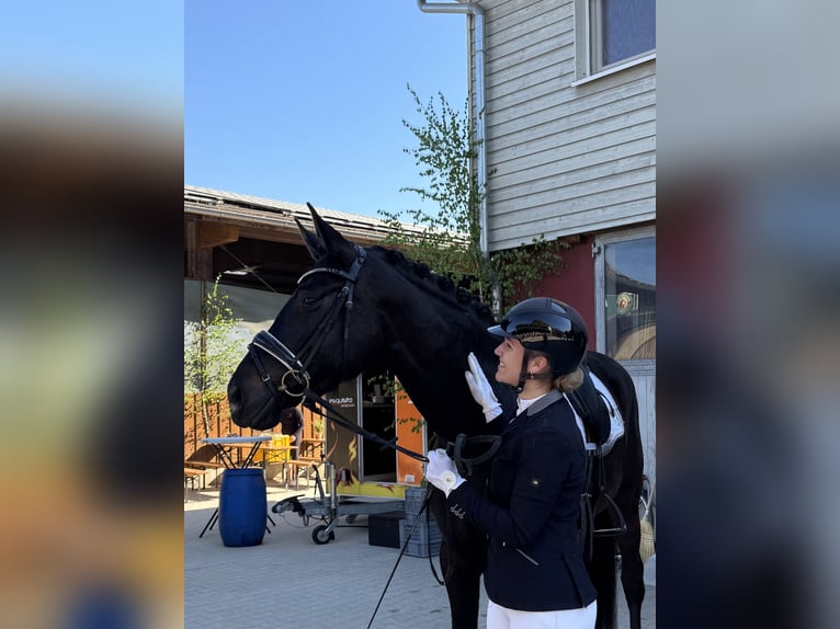 Deutsches Sportpferd Stute 4 Jahre 174 cm Schwarzbrauner in T&#xFC;bingen