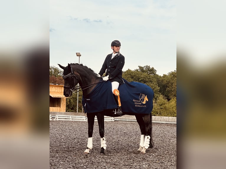 Deutsches Sportpferd Stute 4 Jahre 174 cm Schwarzbrauner in T&#xFC;bingen
