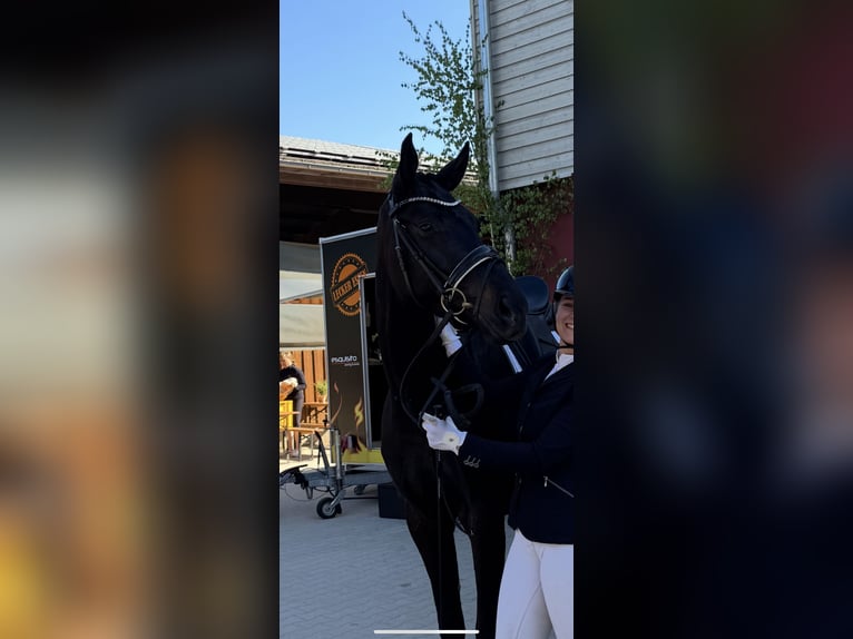 Deutsches Sportpferd Stute 4 Jahre 174 cm Schwarzbrauner in T&#xFC;bingen
