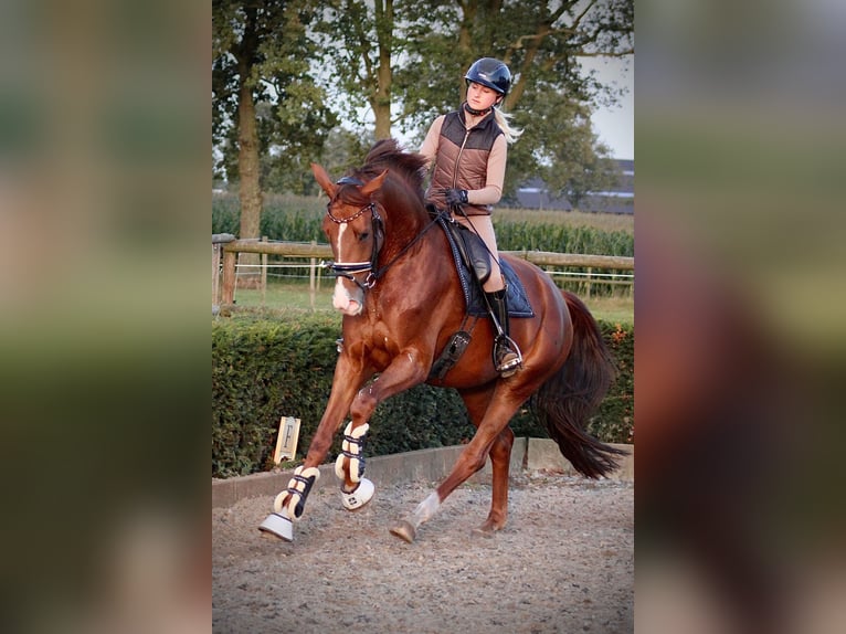 Deutsches Sportpferd Stute 4 Jahre 175 cm Fuchs in Karlsfeld