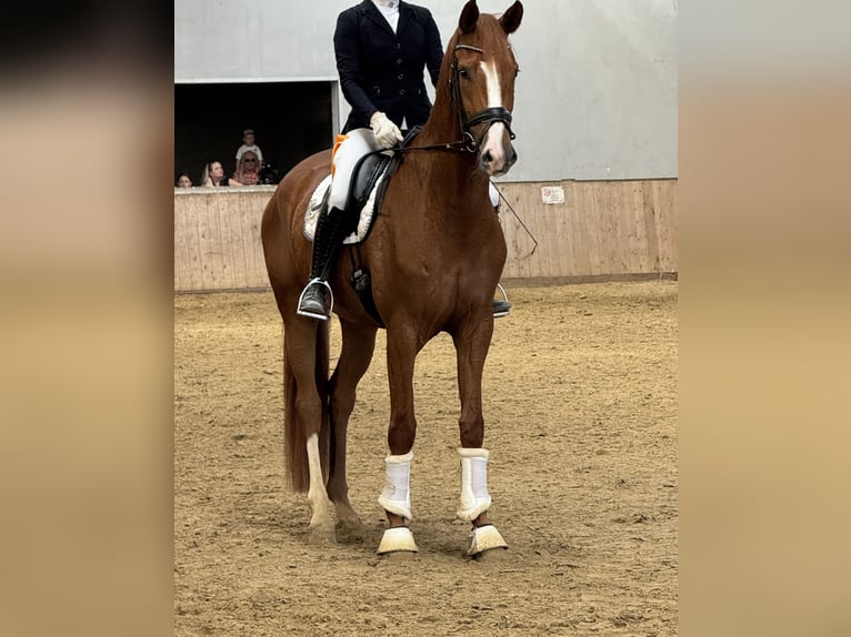 Deutsches Sportpferd Stute 4 Jahre 175 cm Fuchs in Witten Deutsches Sportpferd Stute 4 Jahre 175 cm Fuchs in Witten