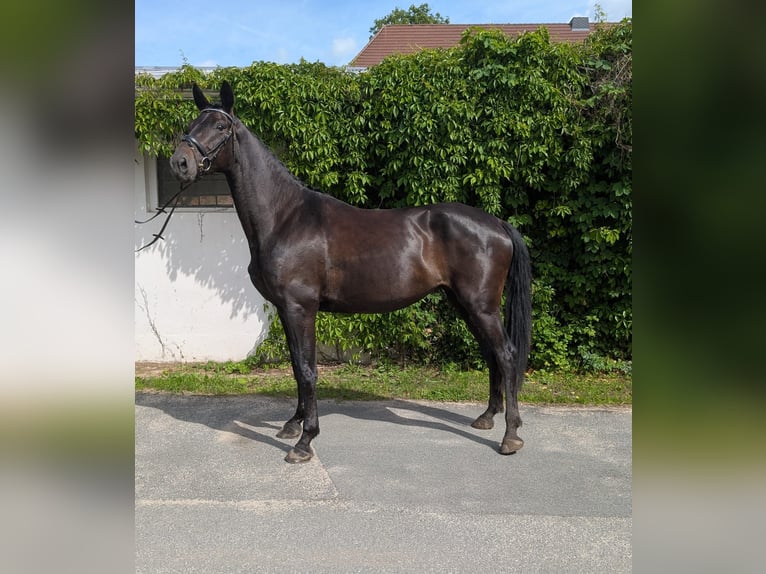 Deutsches Sportpferd Stute 4 Jahre 175 cm Rappe in Libbesdorf