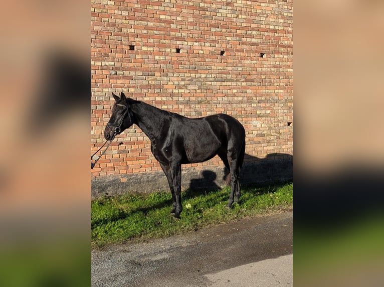 Deutsches Sportpferd Stute 4 Jahre 175 cm Rappe in Libbesdorf