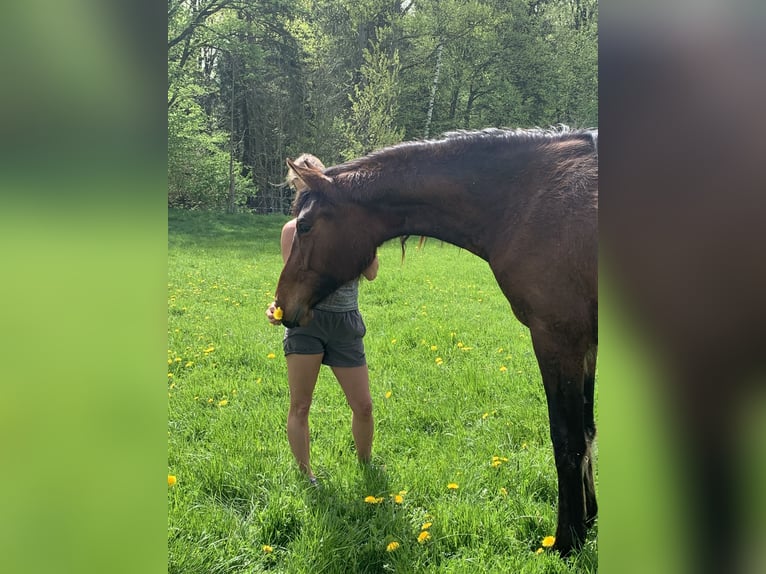 Deutsches Sportpferd Stute 4 Jahre 176 cm Brauner in Wang