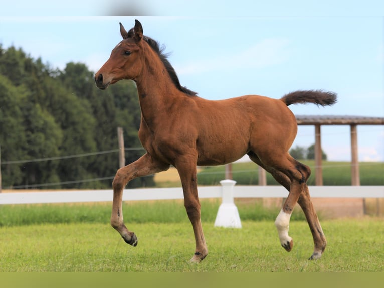 Deutsches Sportpferd Stute 4 Jahre 176 cm Brauner in Wang