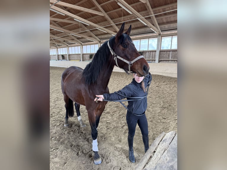 Deutsches Sportpferd Stute 4 Jahre 176 cm Brauner in Wang
