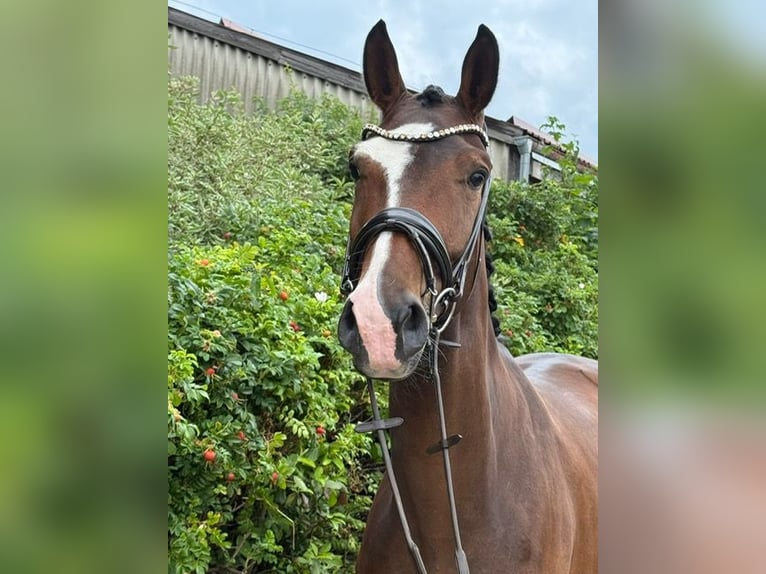 Deutsches Sportpferd Stute 4 Jahre 176 cm Brauner in Drackenstein