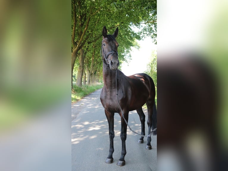 Deutsches Sportpferd Stute 4 Jahre 176 cm Rappe in L&#xFC;dinghausen