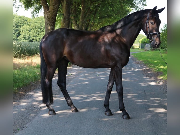 Deutsches Sportpferd Stute 4 Jahre 176 cm Rappe in L&#xFC;dinghausen