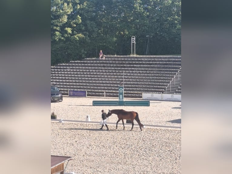 Deutsches Sportpferd Stute 4 Jahre 177 cm Brauner in LeonbergHöfingen