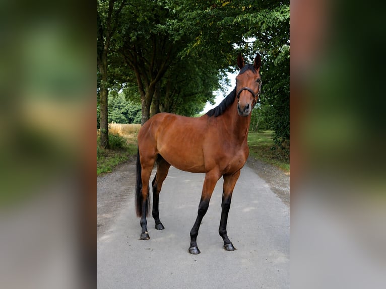 Deutsches Sportpferd Stute 4 Jahre 179 cm Brauner in Vechta