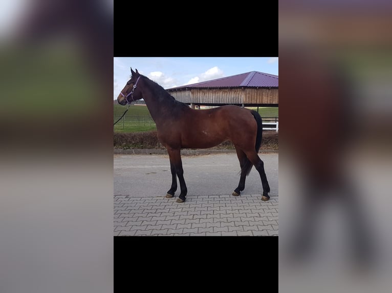 Deutsches Sportpferd Stute 4 Jahre Brauner in Haldenwang