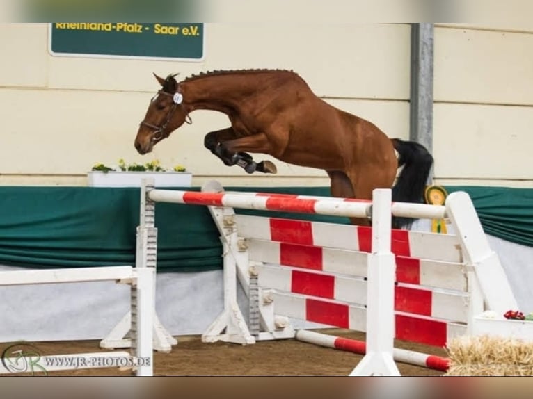 Deutsches Sportpferd Stute 4 Jahre Brauner in Kirchheimbolanden