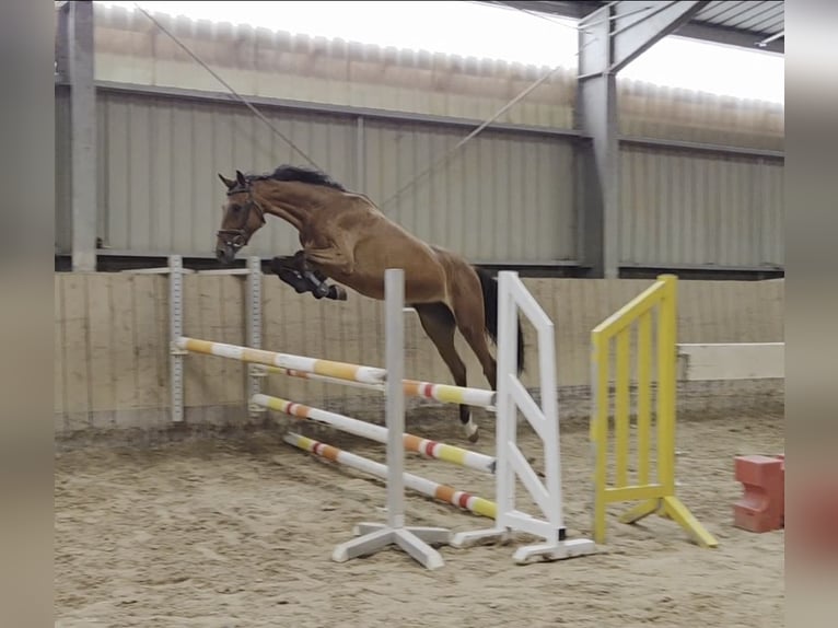Deutsches Sportpferd Stute 4 Jahre Brauner in Kirchheimbolanden