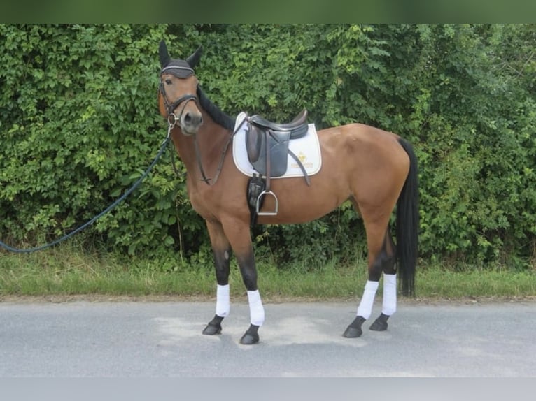 Deutsches Sportpferd Stute 4 Jahre in Pischelsdorf