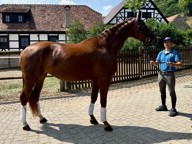 Deutsches Sportpferd Stute 4 Jahre Dunkelfuchs in Niederstetten