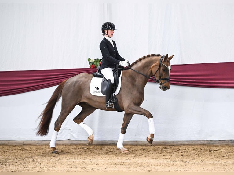 Deutsches Sportpferd Stute 4 Jahre Dunkelfuchs in Gomadingen