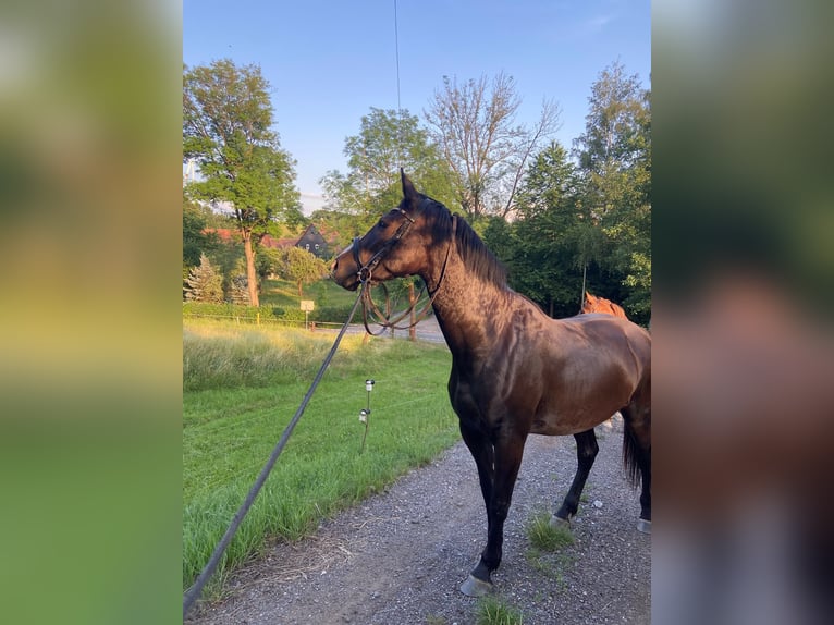 Deutsches Sportpferd Stute 4 Jahre Rappe in Zwickau