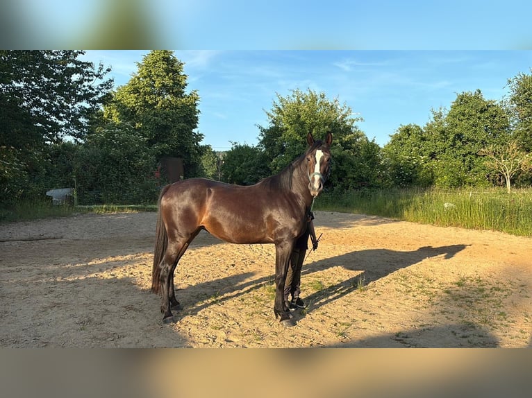 Deutsches Sportpferd Stute 4 Jahre Rappe in Zwickau