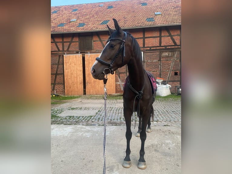 Deutsches Sportpferd Stute 4 Jahre Rappe in Zwickau