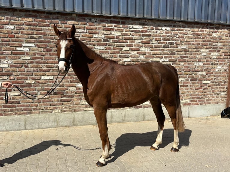 Deutsches Sportpferd Stute 5 Jahre 153 cm Fuchs in Grevenbroich