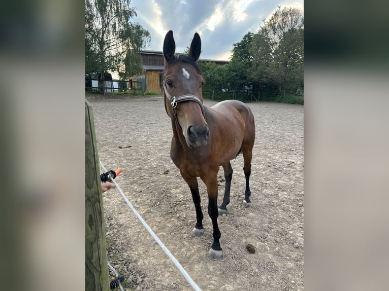 Deutsches Sportpferd Stute 5 Jahre 155 cm Brauner in Neuenmarkt
