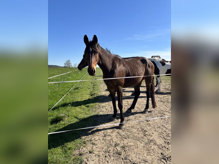 Deutsches Sportpferd Stute 5 Jahre 155 cm Brauner in Neuenmarkt