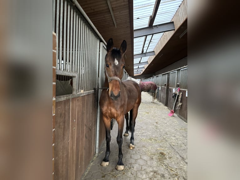 Deutsches Sportpferd Stute 5 Jahre 155 cm Brauner in Neuenmarkt