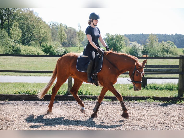 Deutsches Sportpferd Stute 5 Jahre 157 cm Fuchs in Dahmetal