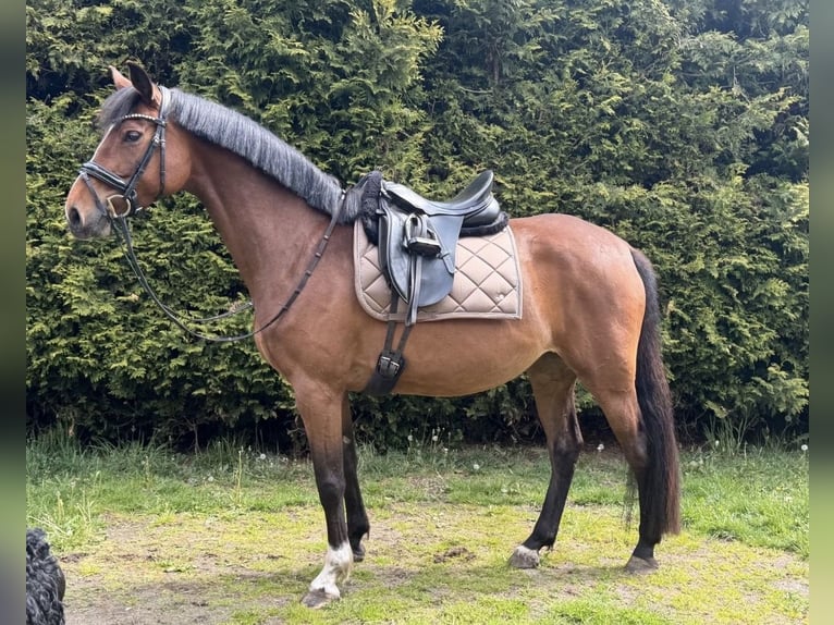 Deutsches Sportpferd Stute 5 Jahre 158 cm Brauner in Todesfelde