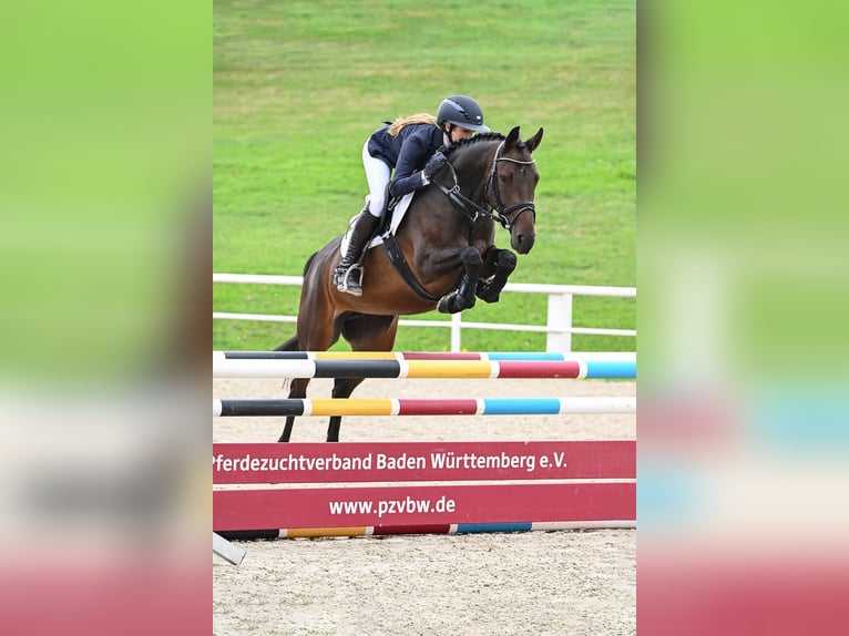 Deutsches Sportpferd Stute 5 Jahre 158 cm Dunkelbrauner in Gomadingen