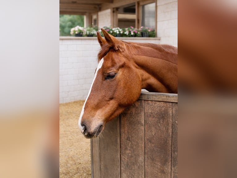 Deutsches Sportpferd Stute 5 Jahre 159 cm Fuchs in Inzlingen