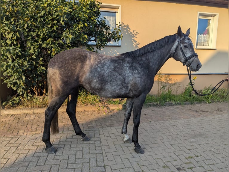 Deutsches Sportpferd Stute 5 Jahre 160 cm Apfelschimmel in Bad Schmiedeberg