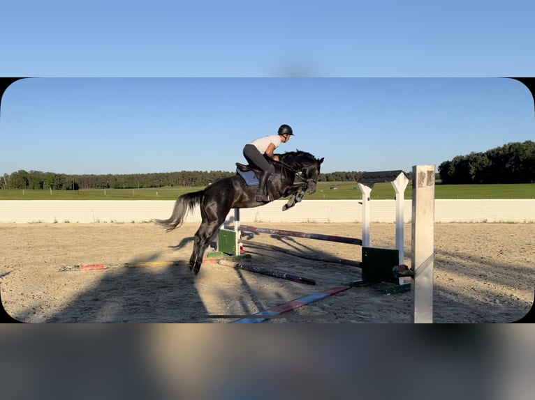 Deutsches Sportpferd Stute 5 Jahre 160 cm Apfelschimmel in Bad Schmiedeberg