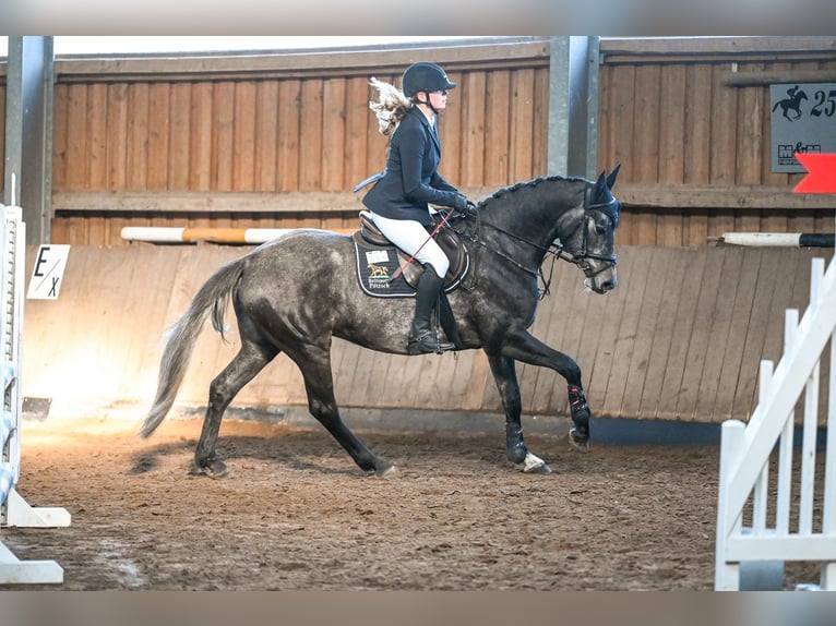 Deutsches Sportpferd Stute 5 Jahre 160 cm Apfelschimmel in Bad Schmiedeberg