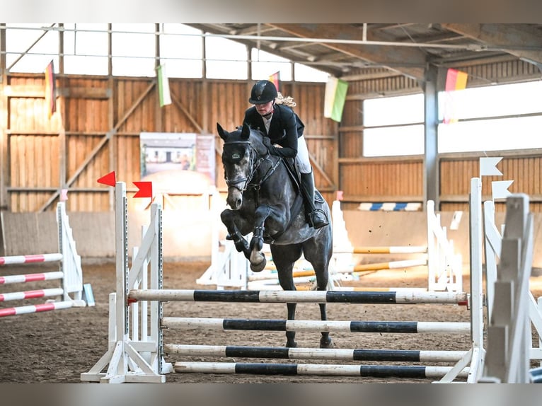 Deutsches Sportpferd Stute 5 Jahre 160 cm Apfelschimmel in Bad Schmiedeberg