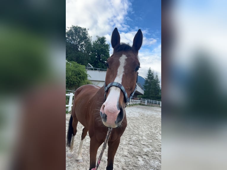 Deutsches Sportpferd Stute 5 Jahre 160 cm Brauner in Fulpmes