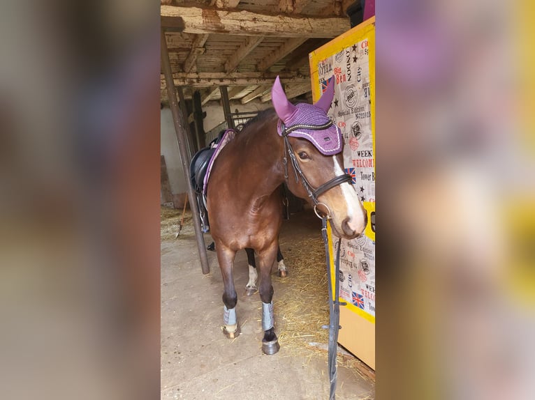 Deutsches Sportpferd Stute 5 Jahre 160 cm Buckskin in Kr&#xFC;ssau