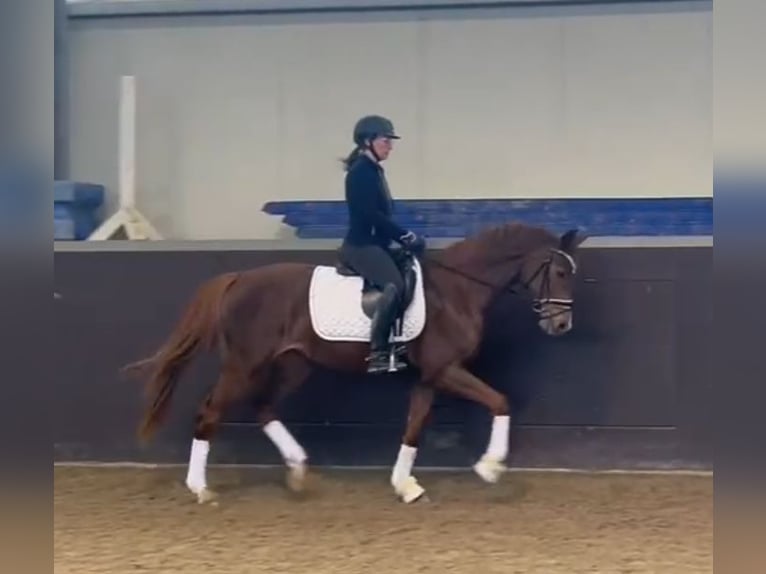 Deutsches Sportpferd Stute 5 Jahre 160 cm Dunkelfuchs in Uedem