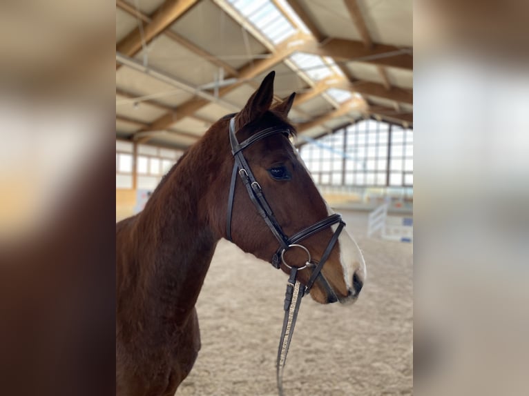 Deutsches Sportpferd Stute 5 Jahre 160 cm in Hohenstein Ödenwaldstetten