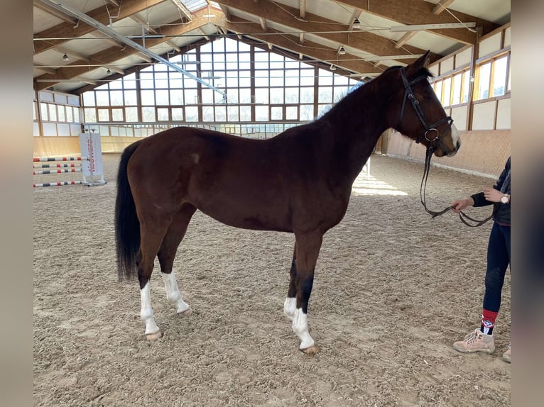Deutsches Sportpferd Stute 5 Jahre 160 cm in Hohenstein Ödenwaldstetten