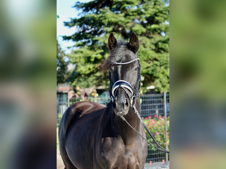 Deutsches Sportpferd Stute 5 Jahre 160 cm Rappe in Bad Lauchst&#xE4;dt