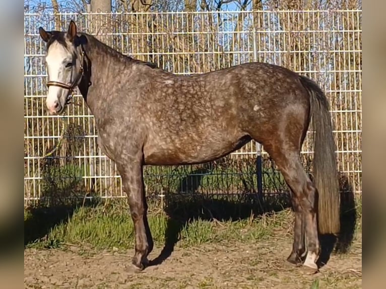 Deutsches Sportpferd Stute 5 Jahre 160 cm Schimmel in Ringelsdorf