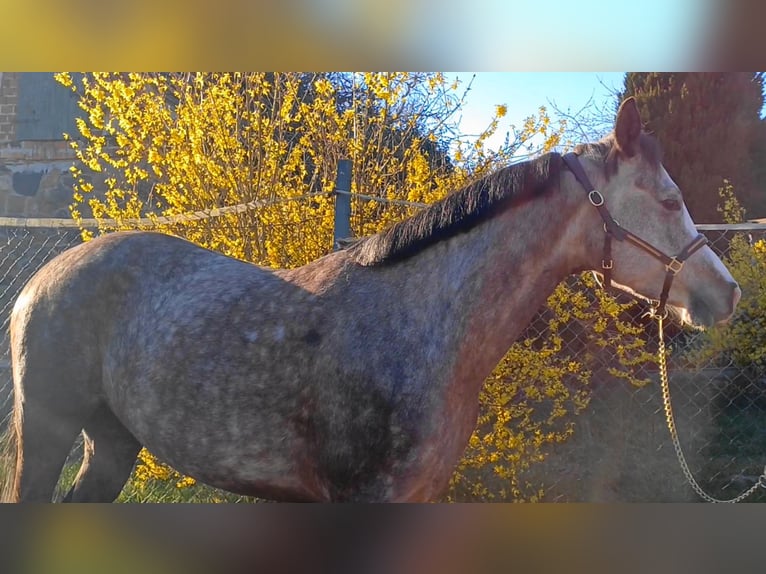Deutsches Sportpferd Stute 5 Jahre 160 cm Schimmel in Ringelsdorf