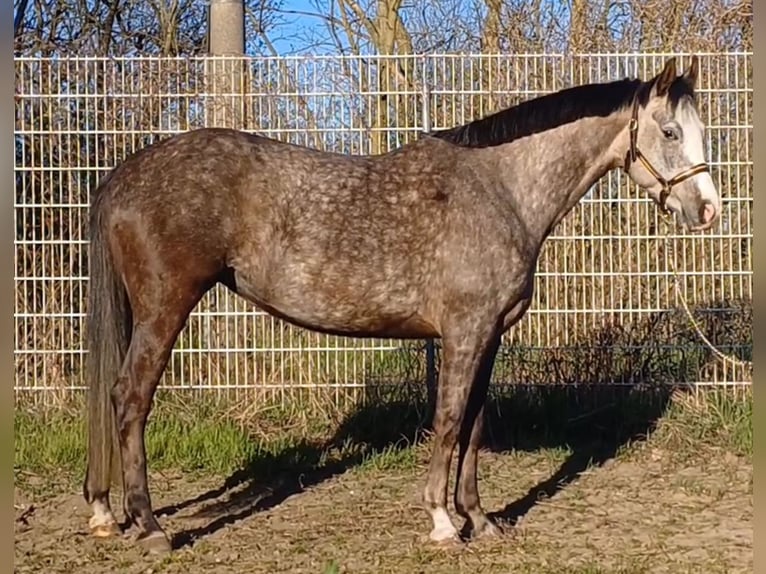 Deutsches Sportpferd Stute 5 Jahre 160 cm Schimmel in Ringelsdorf
